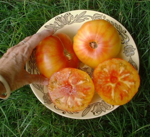 Tomato Golden Pineapple 